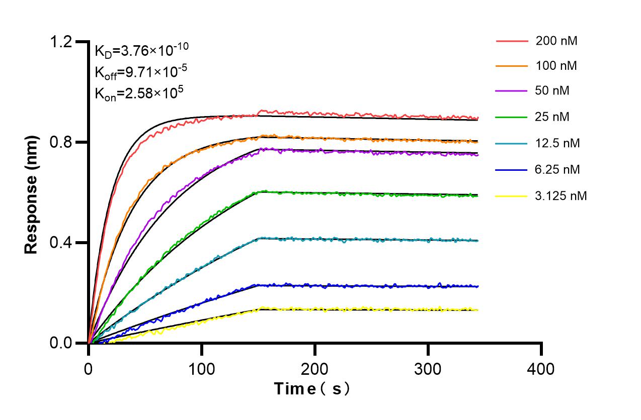 Affinity and Kinetic Characterization of 86712-3-RR