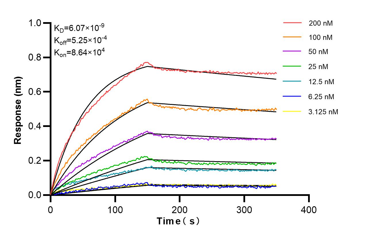 Biolayer interferometry (BLl) kinetic assays of 86719-1-RR against Human APEX1 were performed. The affinity constant is 6.07 nM. Affinity and Kinetic Characterization of 86719-1-RR