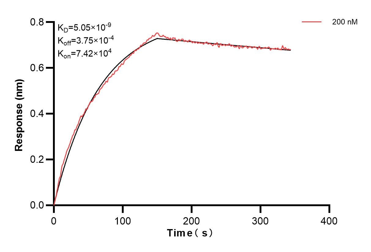 Biolayer interferometry (BLl) kinetic assays of 86719-2-PBS against Human APEX1 were performed. The affinity constant is 5.05 nM. Affinity and Kinetic Characterization of 86719-2-PBS