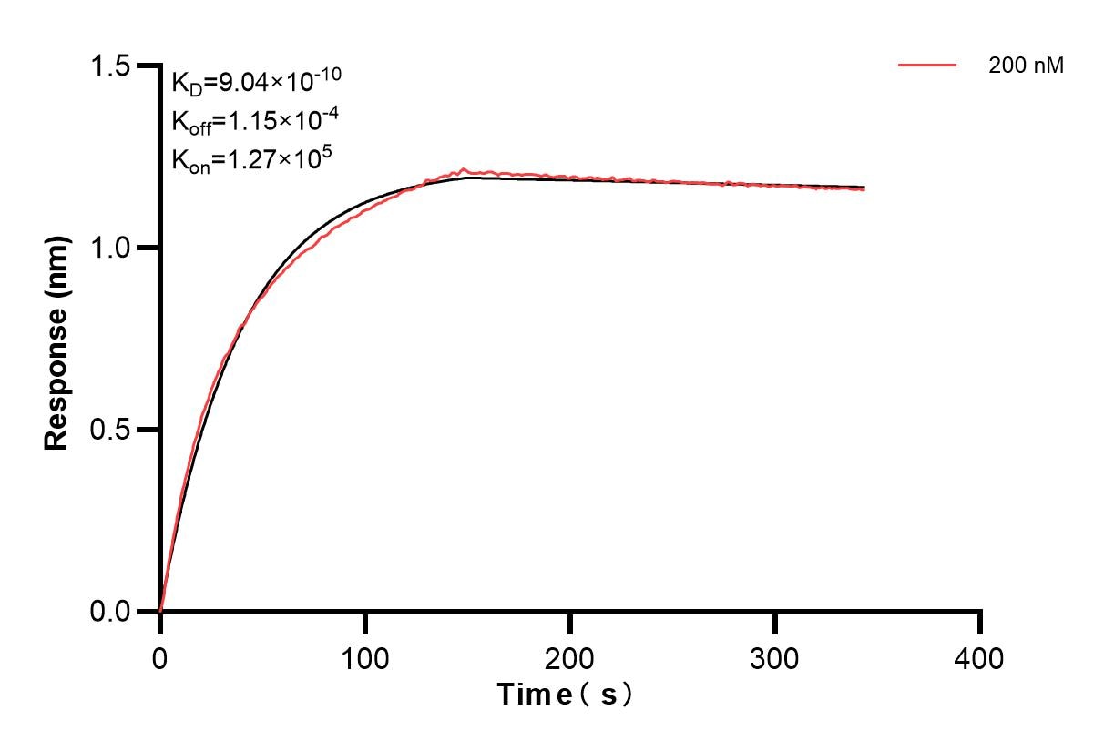 Biolayer interferometry (BLl) kinetic assay of 86721-3-PBS against Human GRP75 was performed. The affinity constant is 0.904 nM. Affinity of 86721-3-PBS