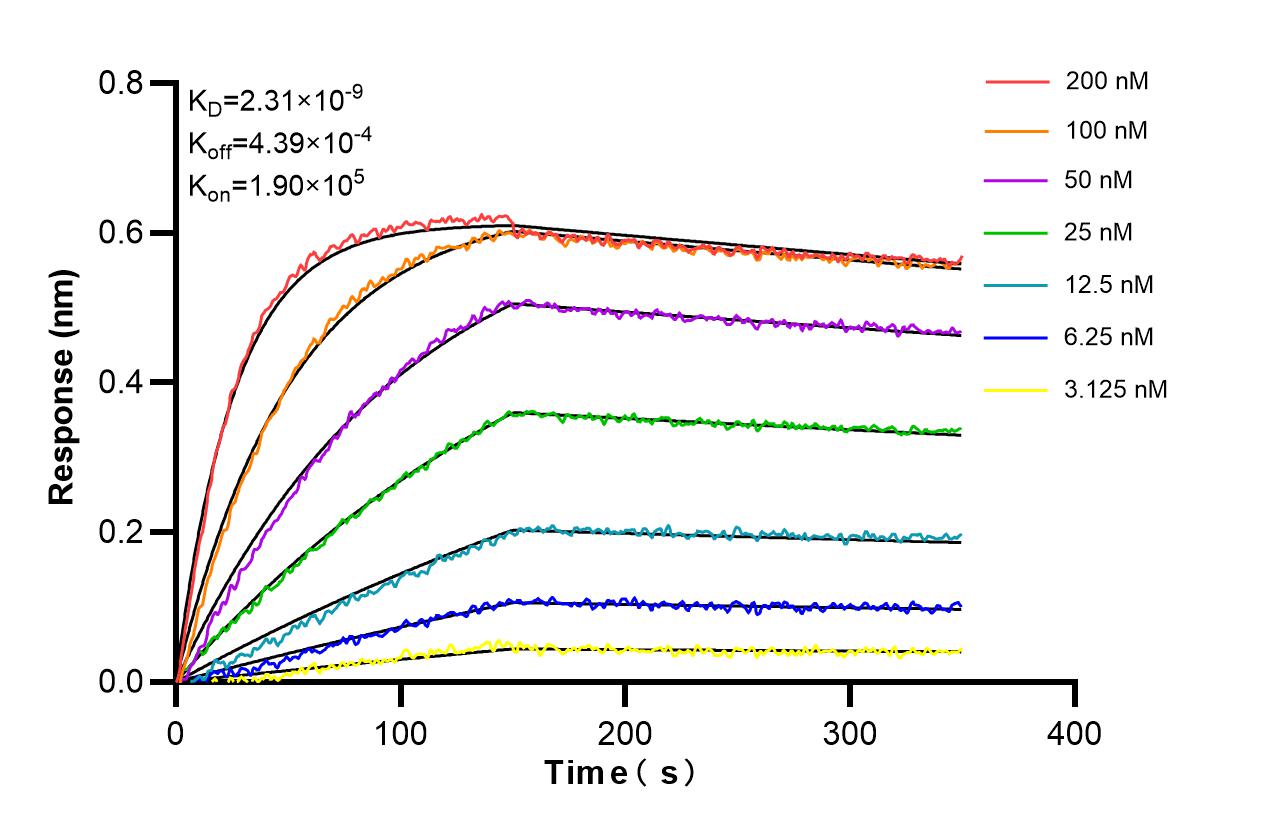 Affinity and Kinetic Characterization of 86724-1-RR