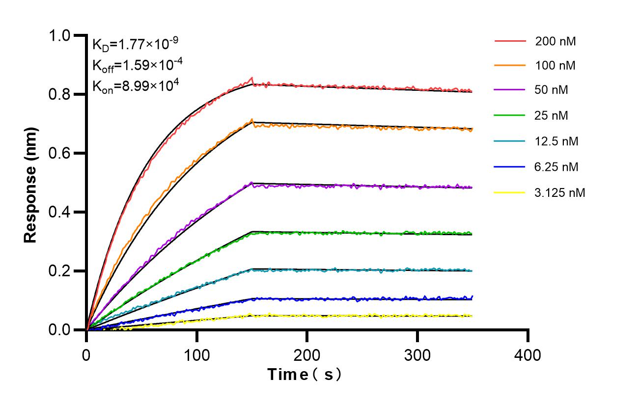Affinity and Kinetic Characterization of 86728-1-RR