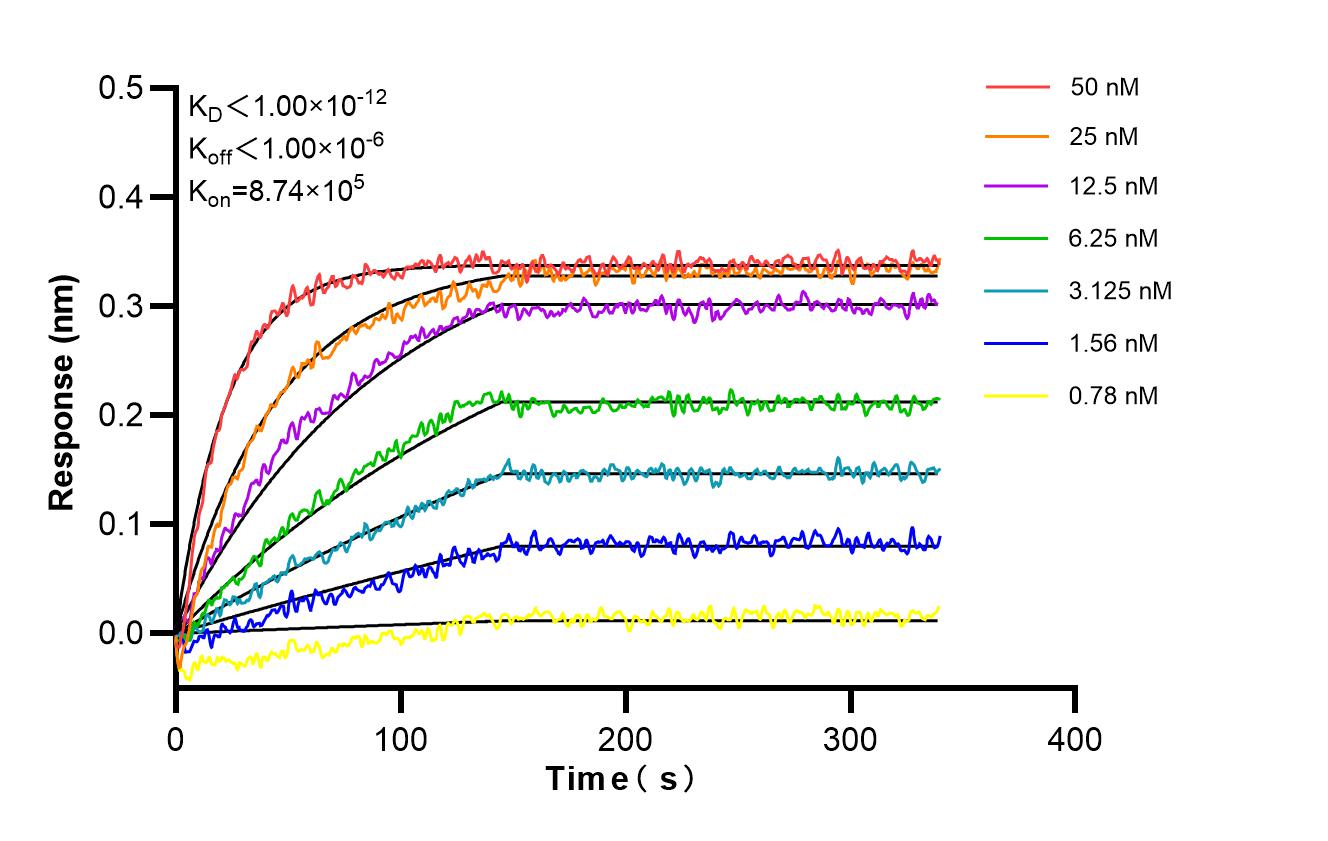 Biolayer interferometry (BLl) kinetic assays of 86729-1-RR against Human CLEC5A were performed. The affinity constant is below 1 pM. Affinity and Kinetic Characterization of 86729-1-RR