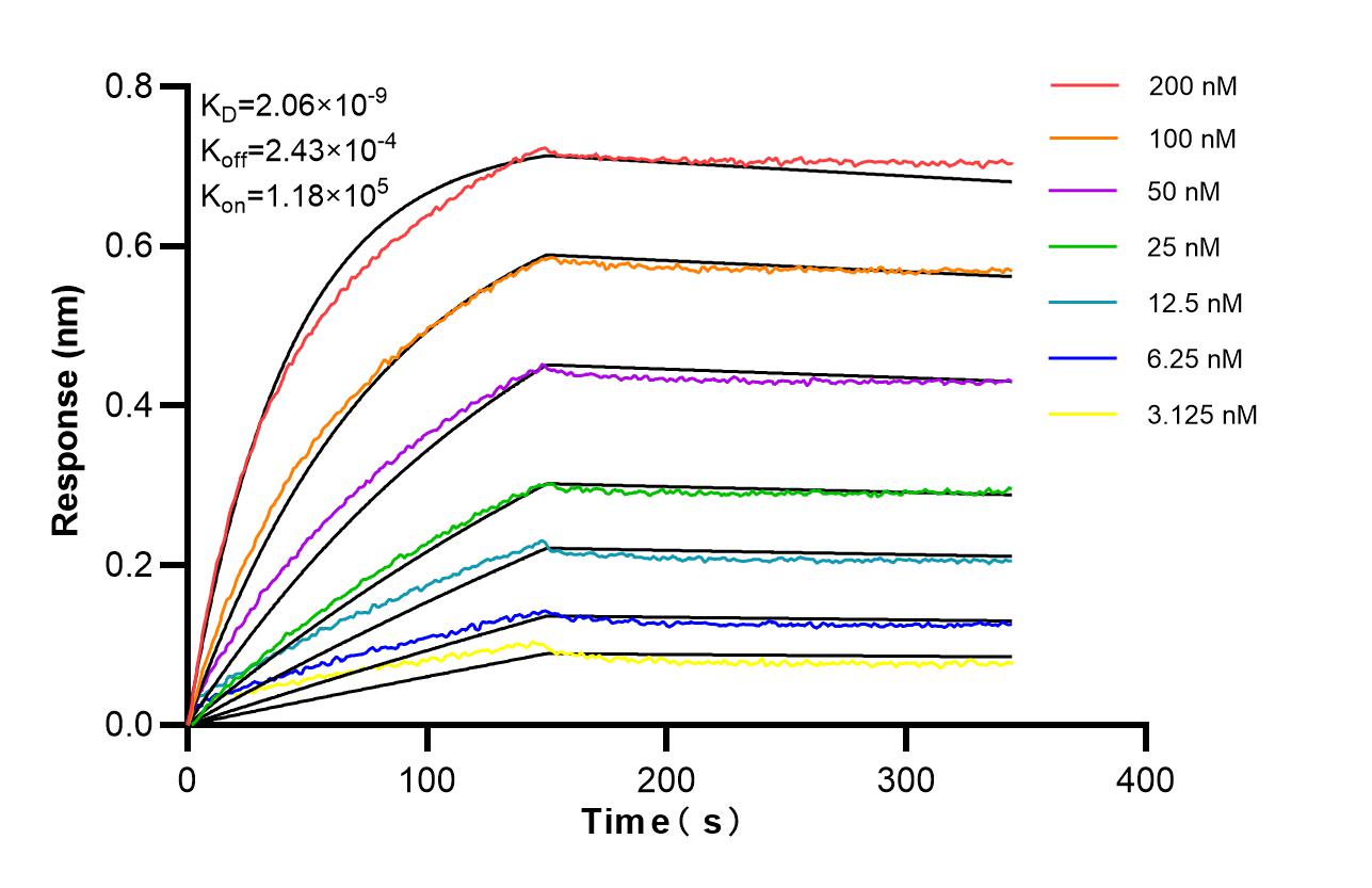 Affinity of 86752-3-RR Affinity of 86752-3-RR