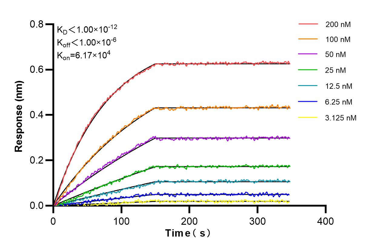 Biolayer interferometry (BLl) kinetic assays of 86775-3-RR against Human HFE2 were performed. The affinity constant is below 1 pM. Affinity and Kinetic Characterization of 86775-3-RR