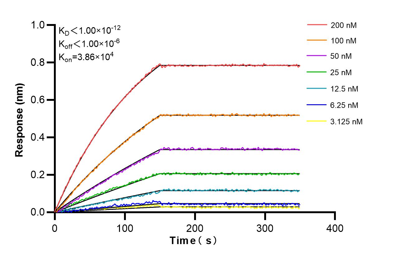 Affinity and Kinetic Characterization of 86782-1-RR Affinity and Kinetic Characterization of 86782-1-RR