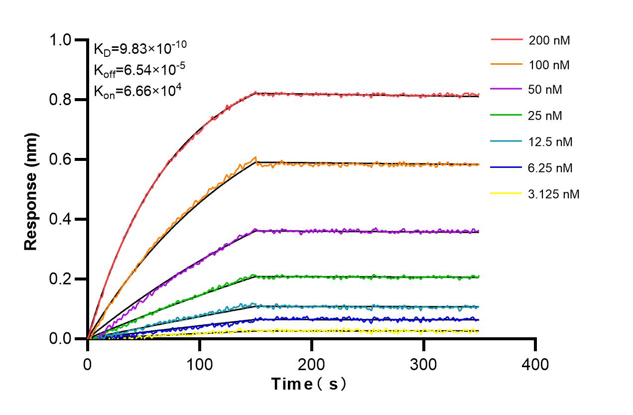 Affinity and Kinetic Characterization of 86793-1-RR Affinity and Kinetic Characterization of 86793-1-RR
