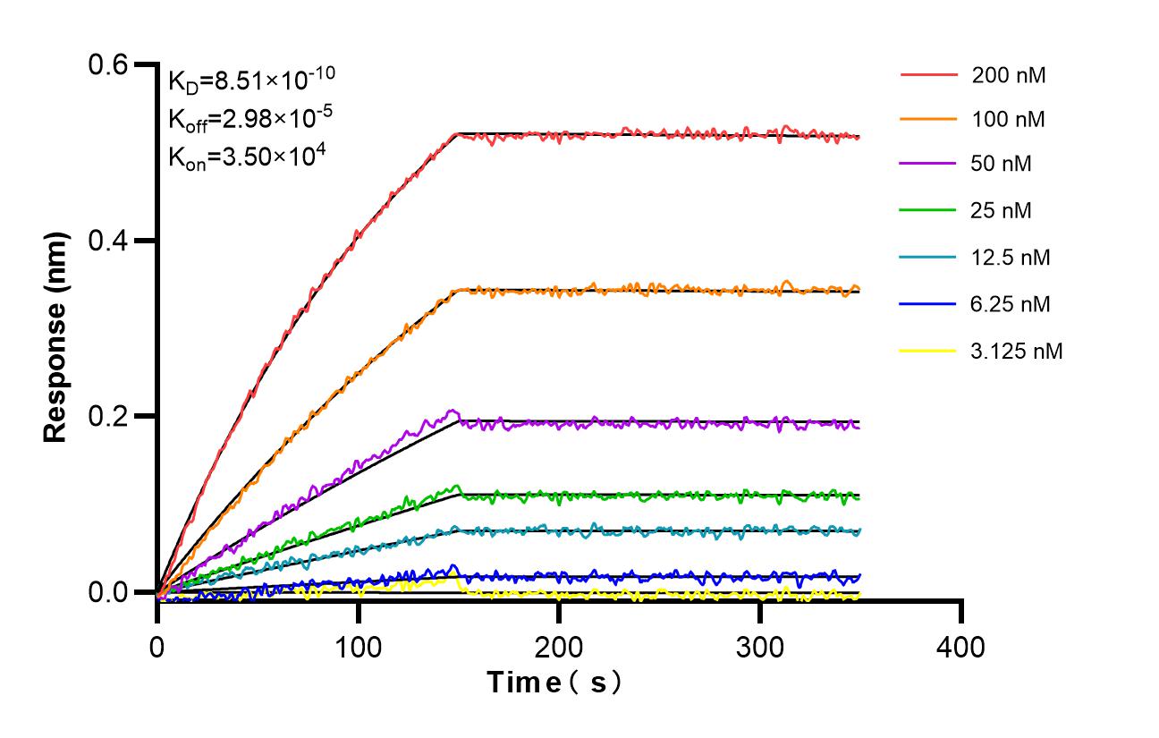 Affinity and Kinetic Characterization of 86798-1-RR