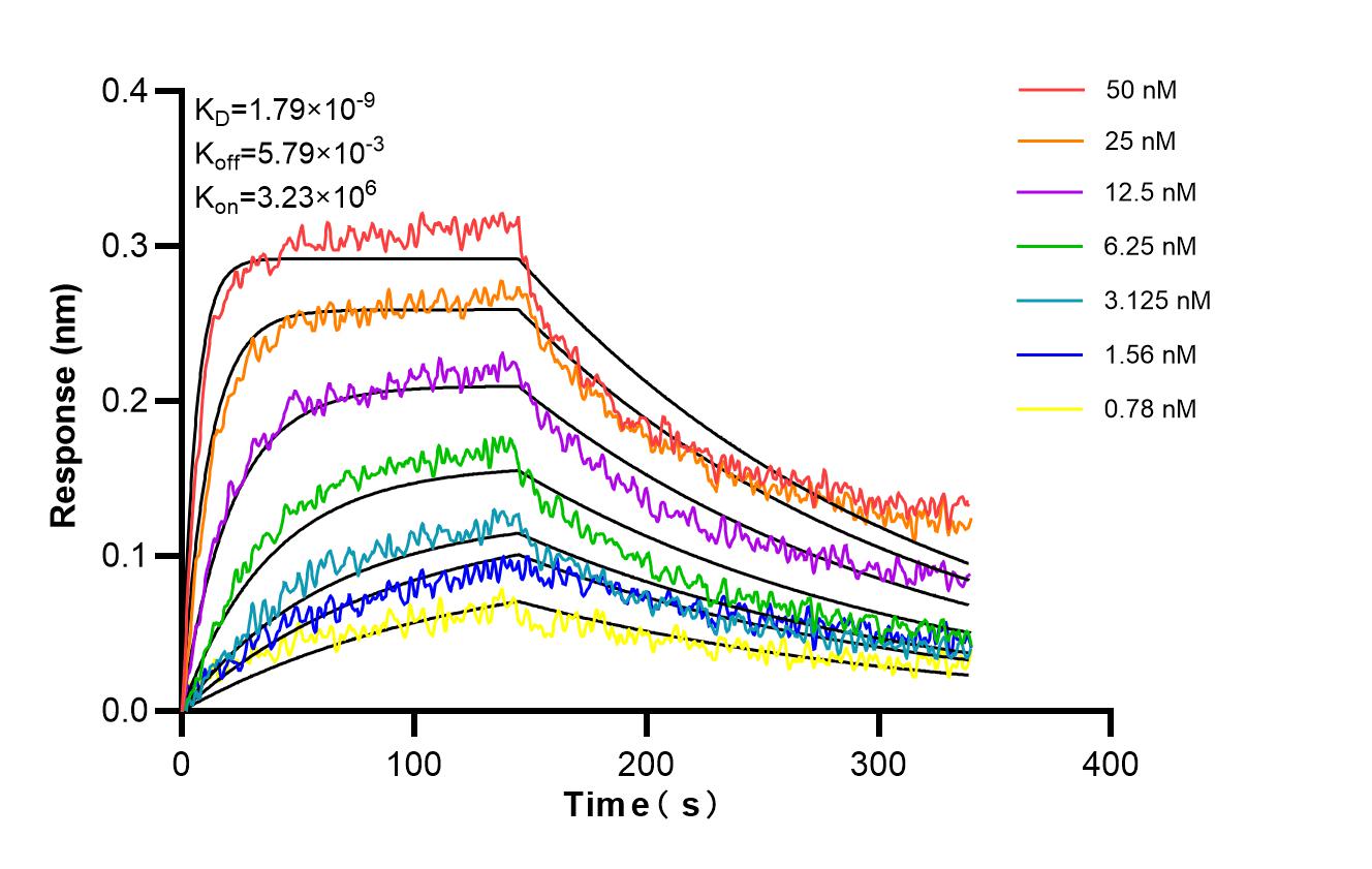 Affinity and Kinetic Characterization of 86803-1-RR