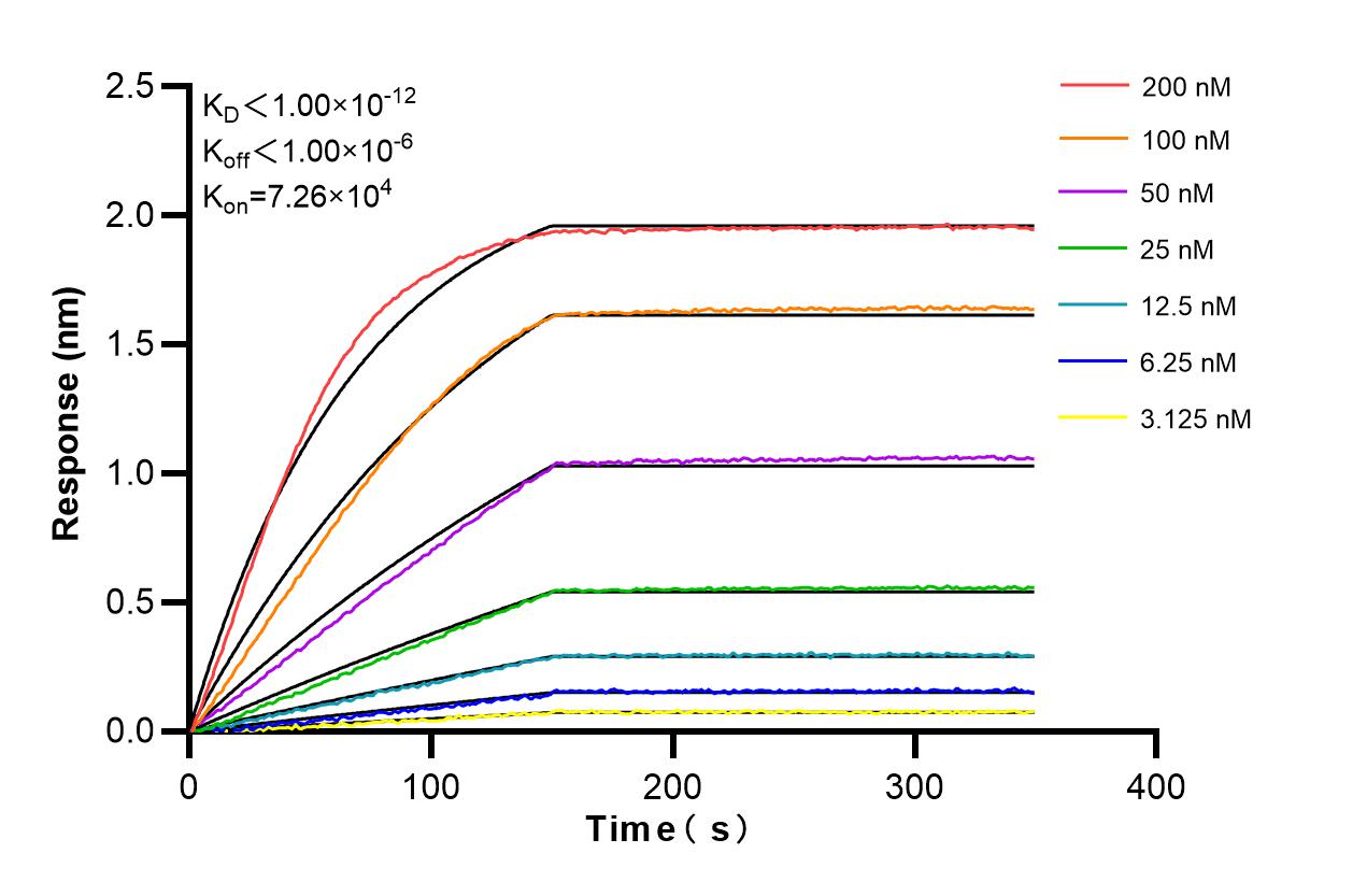 Affinity and Kinetic Characterization of 86808-1-RR