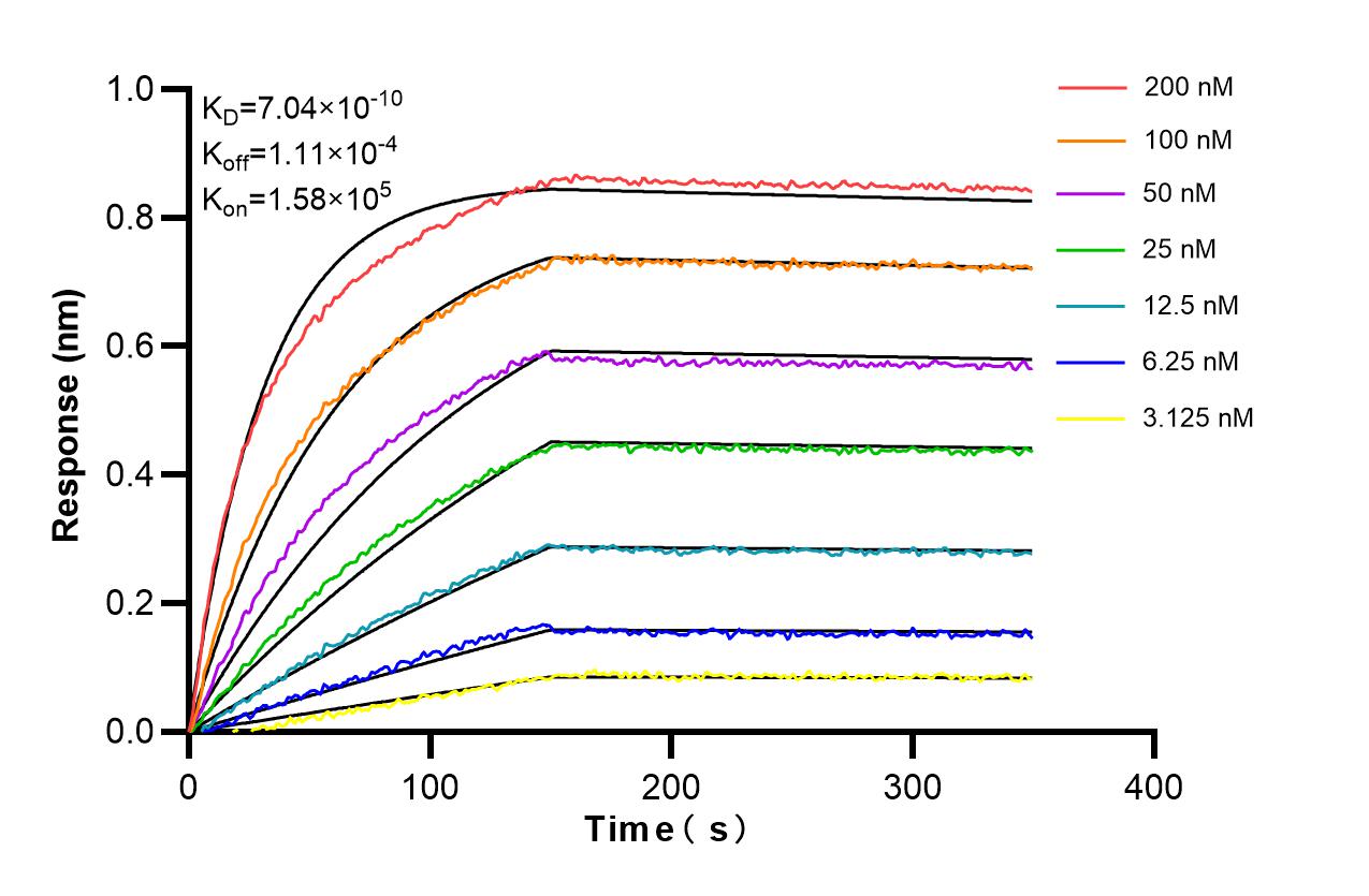 Affinity and Kinetic Characterization of 86809-3-RR