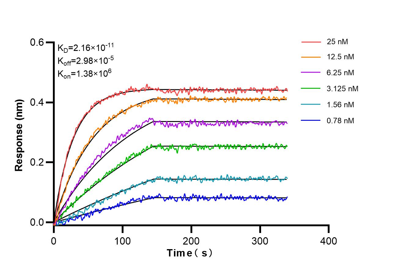 Biolayer interferometry (BLl) kinetic assays of 86811-1-RR against Human ALCAM were performed. The affinity constant is 21.6 pM. Affinity and Kinetic Characterization of 86811-1-RR