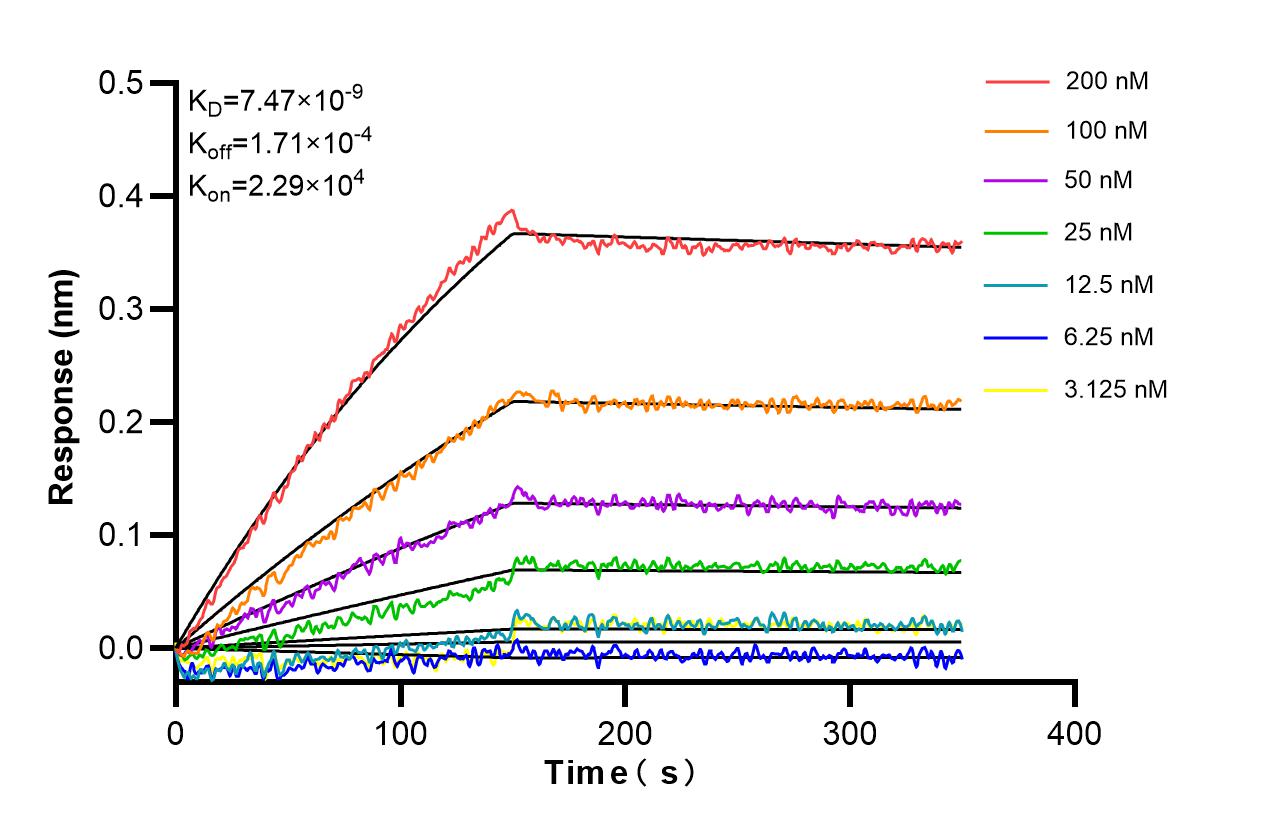 Affinity and Kinetic Characterization of 86812-1-RR