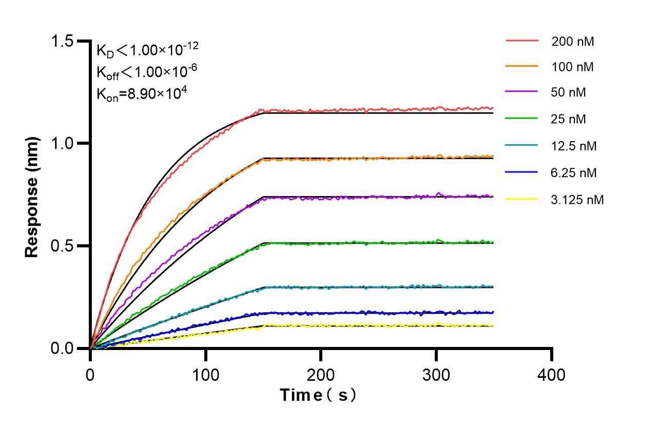 Affinity and Kinetic Characterization of 86821-1-RR