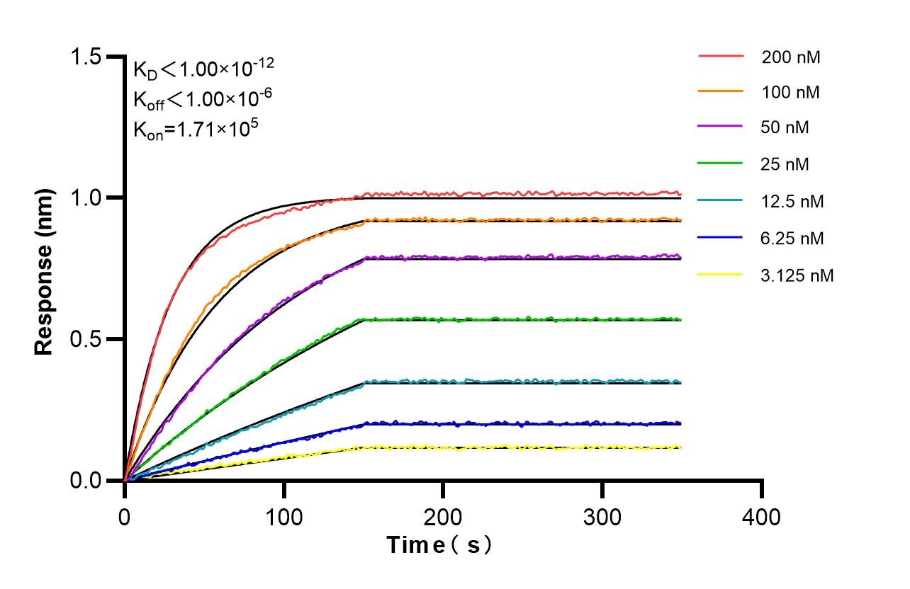 Affinity and Kinetic Characterization of 86826-5-RR