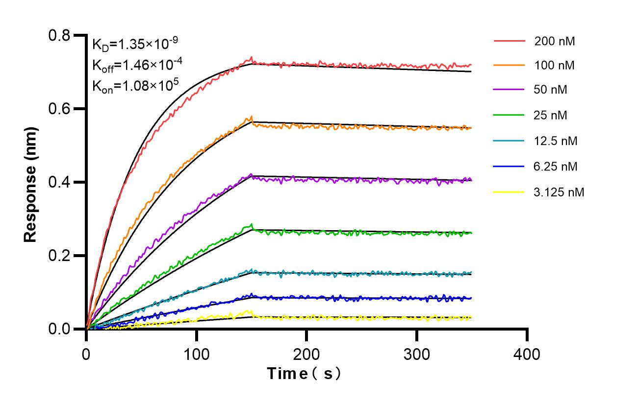 Biolayer interferometry (BLl) kinetic assays of 86828-1-RR against Human EFCAB1 were performed. The affinity constant is 1.35 nM. Affinity and Kinetic Characterization of 86828-1-RR