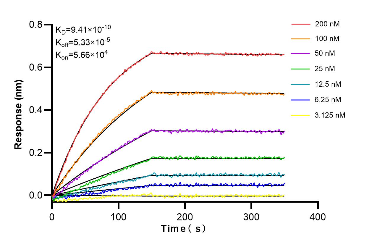 Affinity and Kinetic Characterization of 86851-1-RR Affinity and Kinetic Characterization of 86851-1-RR
