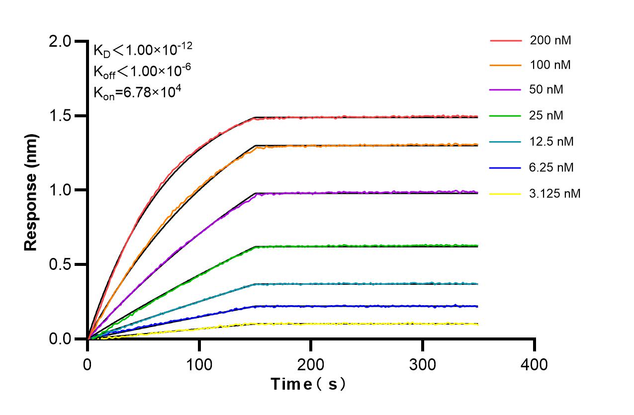 Affinity and Kinetic Characterization of 86856-1-RR