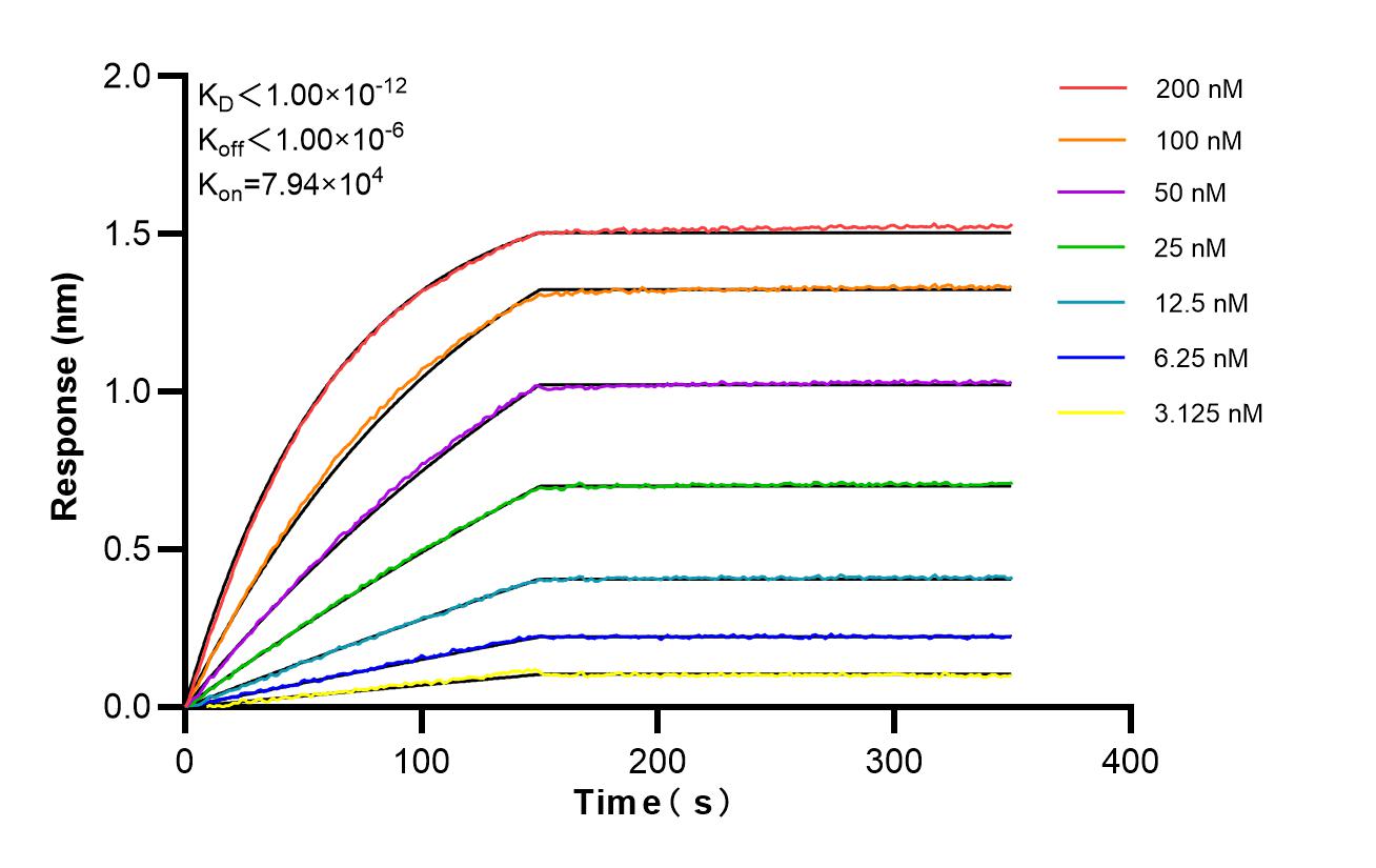 Biolayer interferometry (BLl) kinetic assays of 86856-3-RR against Human POLA2 were performed. The affinity constant is below 1 pM. Affinity and Kinetic Characterization of 86856-3-RR