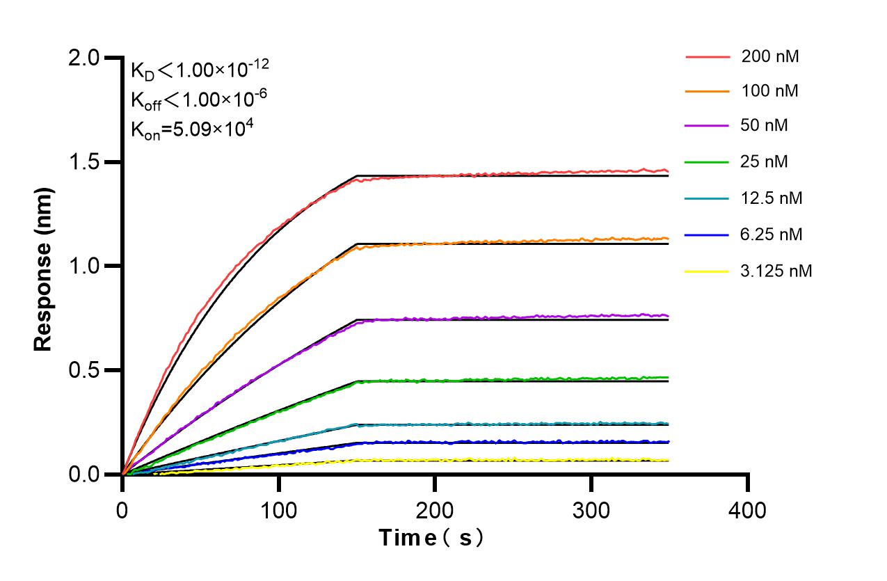 Affinity and Kinetic Characterization of 86858-1-RR