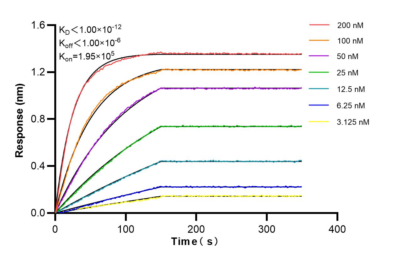 Affinity and Kinetic Characterization of 86878-1-RR