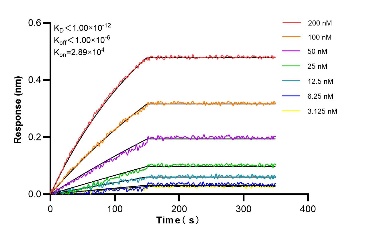 Affinity and Kinetic Characterization of 86879-3-RR