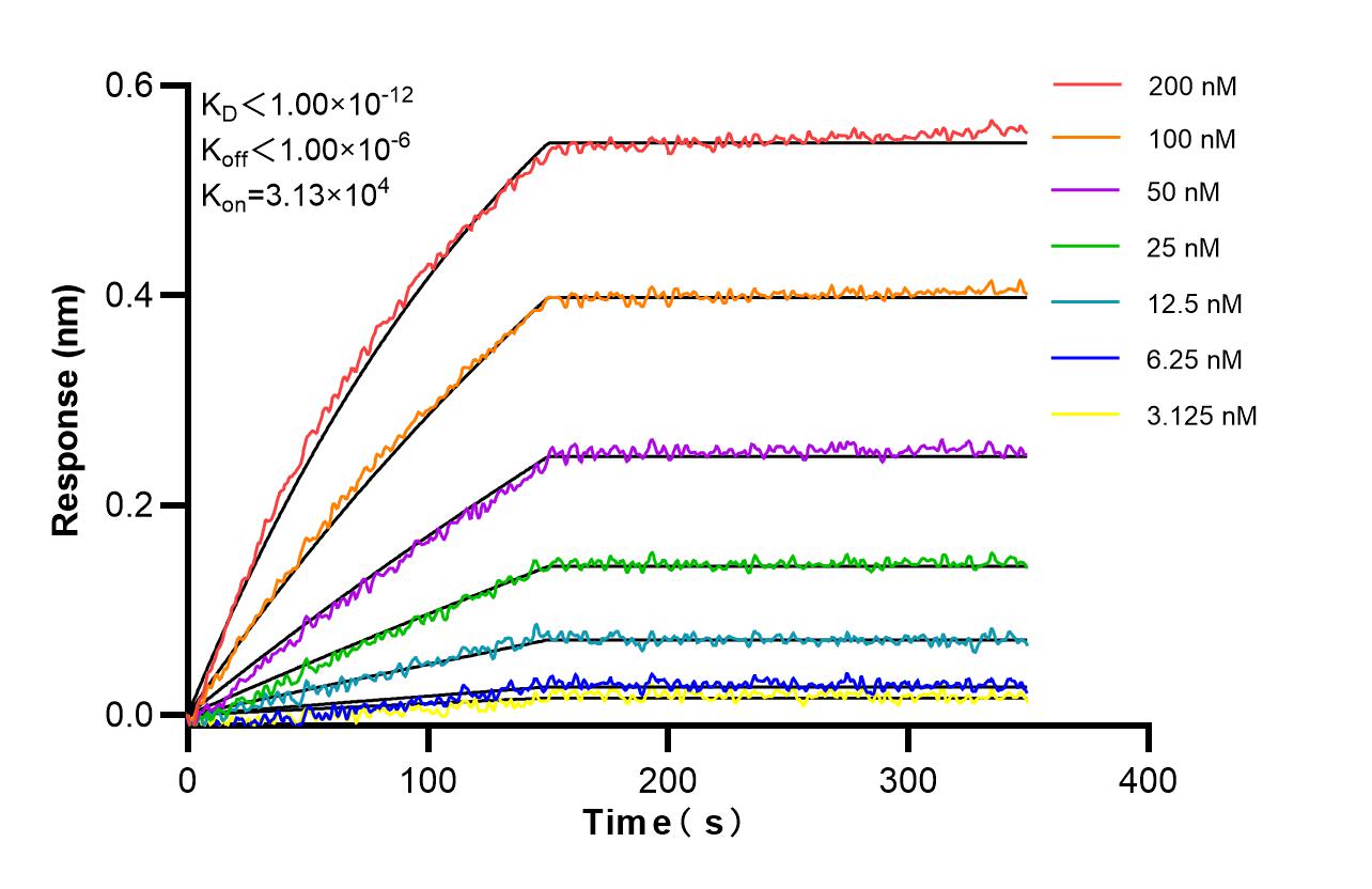 Affinity and Kinetic Characterization of 86881-1-RR