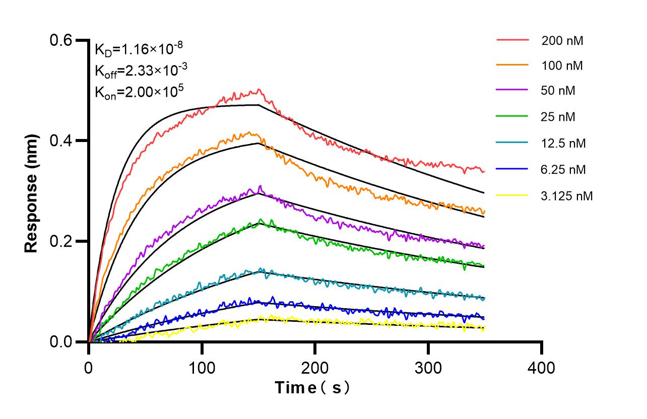 Affinity and Kinetic Characterization of 86892-1-RR Affinity and Kinetic Characterization of 86892-1-RR