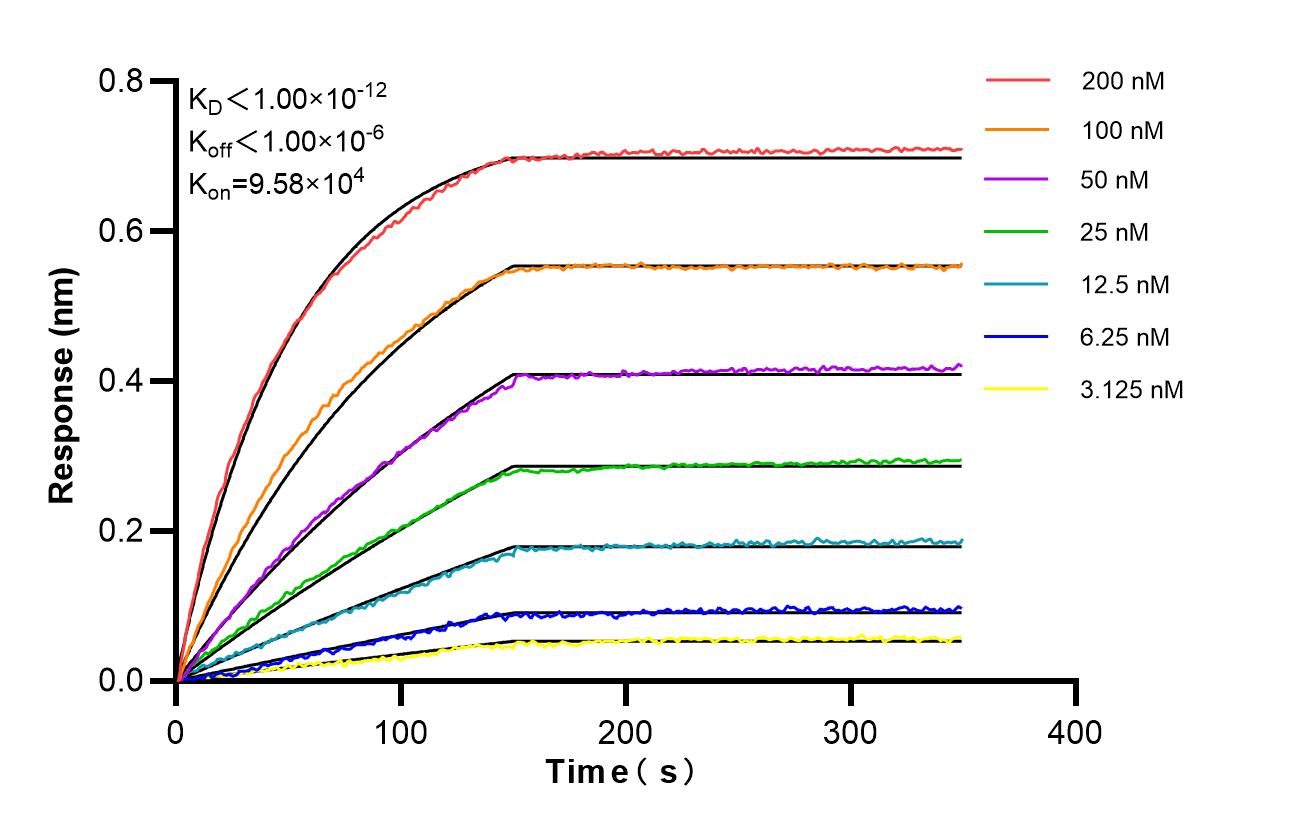 Biolayer interferometry (BLl) kinetic assays of 86893-4-RR against Human SERPINA7 were performed. The affinity constant is below 1 pM. Affinity of 86893-4-RR