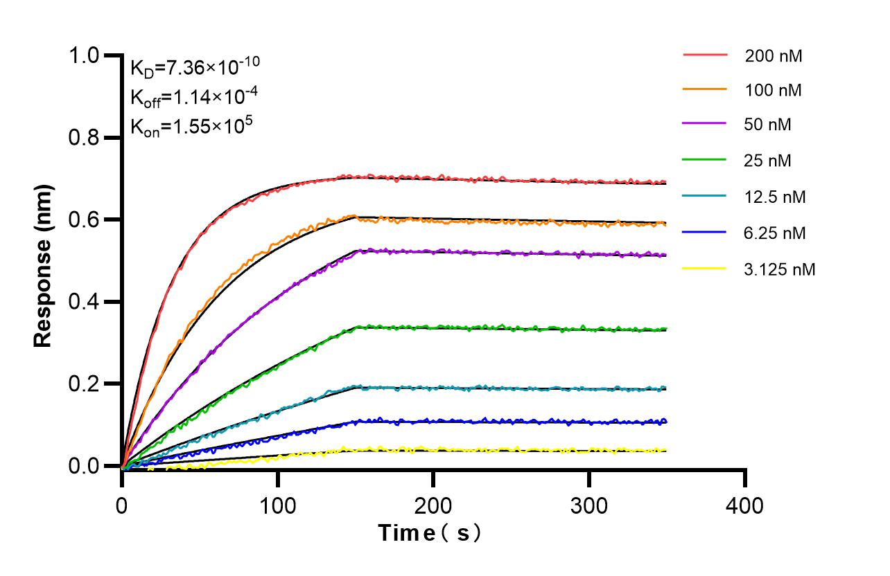 Affinity and Kinetic Characterization of 86894-1-RR