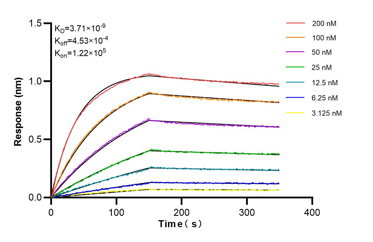Affinity and Kinetic Characterization of 86899-1-RR