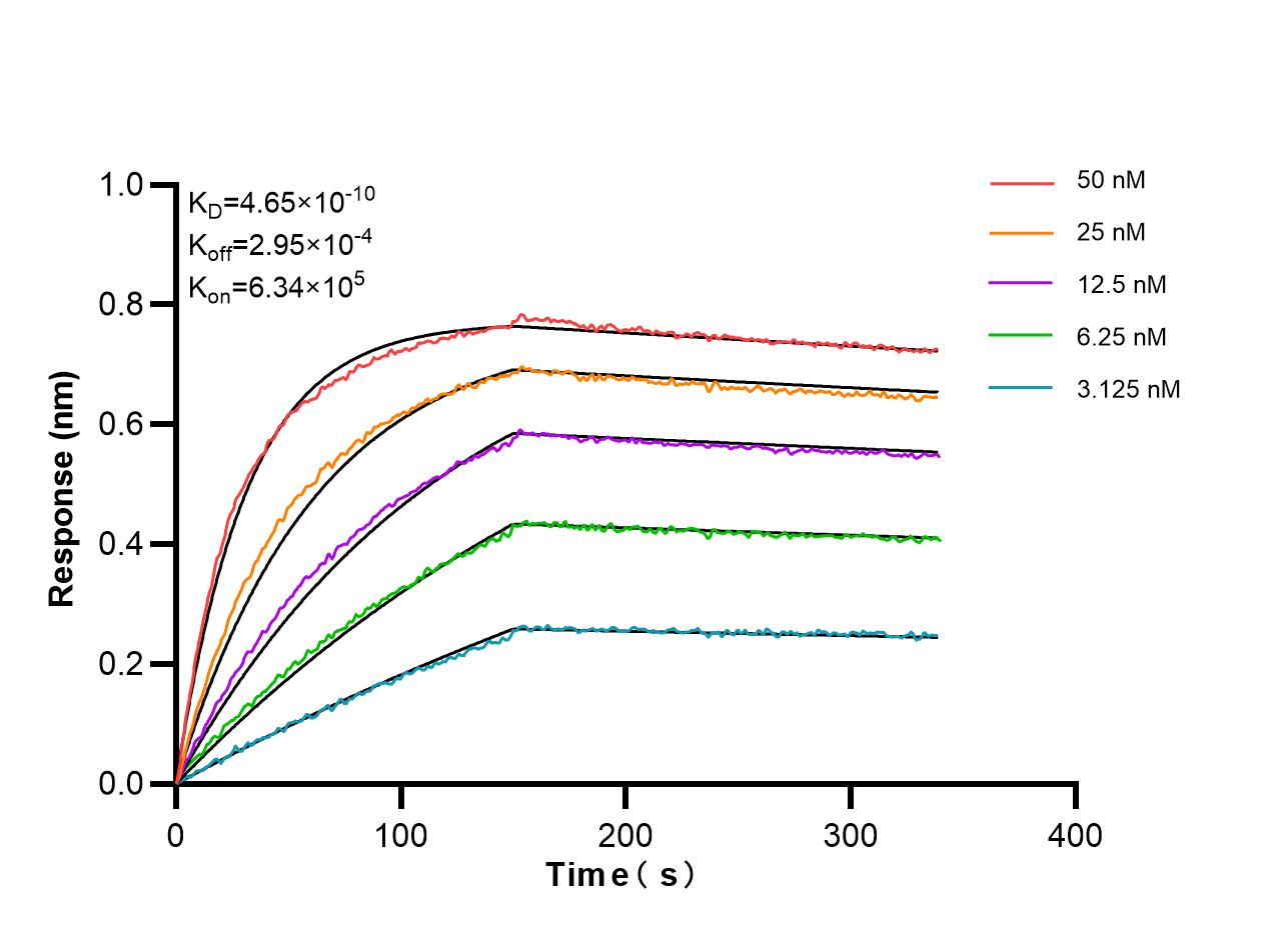 Affinity and Kinetic Characterization of 86902-1-RR Affinity and Kinetic Characterization of 86902-1-RR