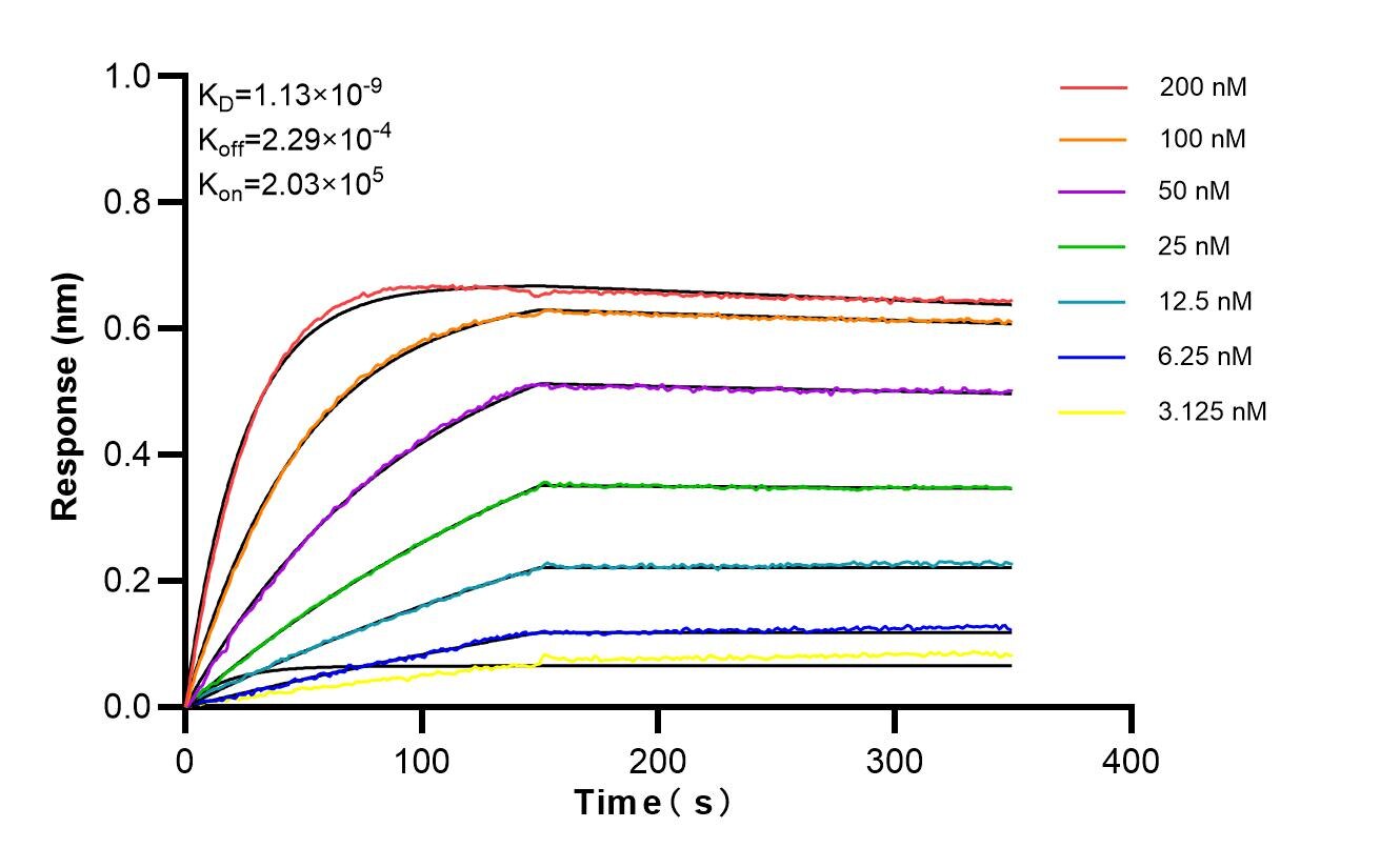 Biolayer interferometry (BLl) kinetic assays of 86907-3-RR against Mouse CXCL7/PPBP were performed. The affinity constant is 1.13 nM. Affinity and Kinetic Characterization of 86907-3-RR
