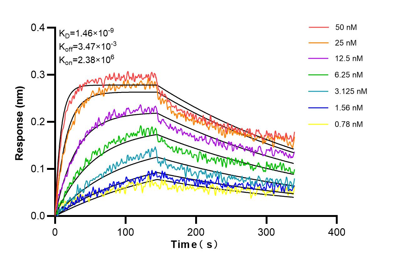 Affinity and Kinetic Characterization of 86920-2-RR Affinity and Kinetic Characterization of 86920-2-RR