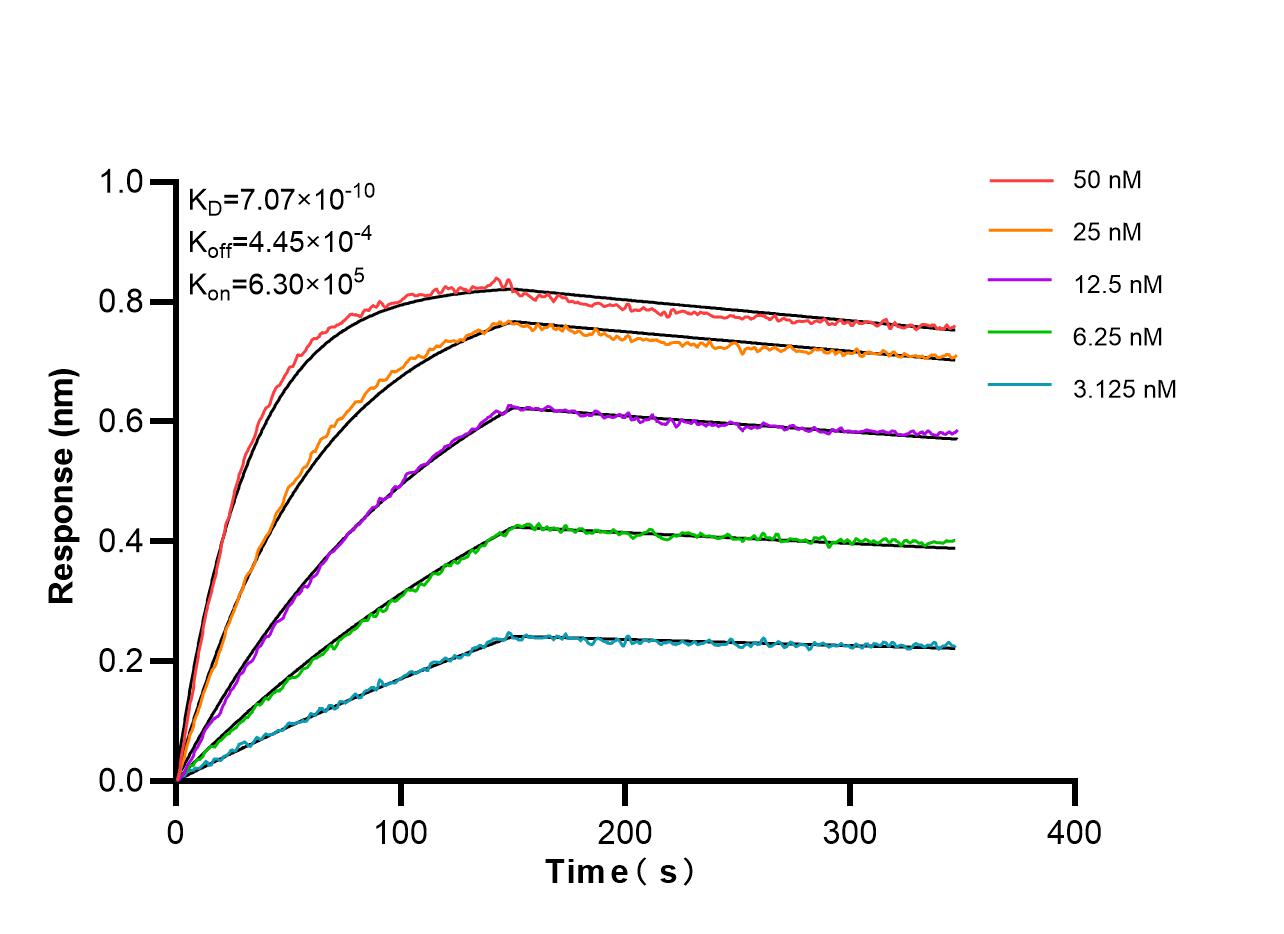 Affinity and Kinetic Characterization of 86926-3-RR Affinity and Kinetic Characterization of 86926-3-RR