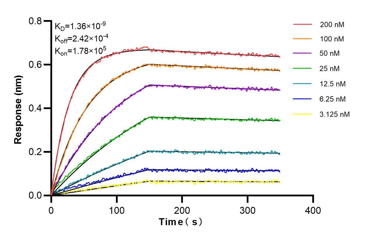 Affinity and Kinetic Characterization of 86937-1-RR