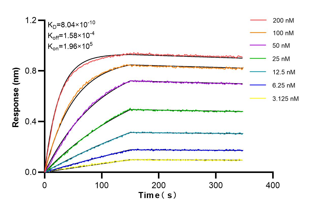 Biolayer interferometry (BLl) kinetic assays of 86938-1-RR against Human COX5A were performed. The affinity constant is 0.804 nM. Affinity and Kinetic Characterization of 86938-1-RR