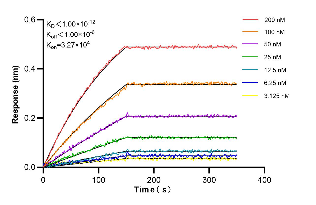 Affinity and Kinetic Characterization of 86939-1-RR Affinity and Kinetic Characterization of 86939-1-RR