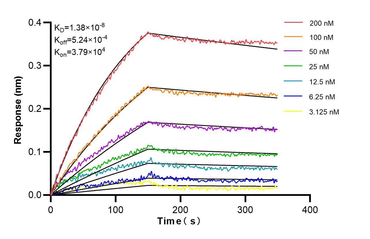 Affinity and Kinetic Characterization of 86941-1-RR