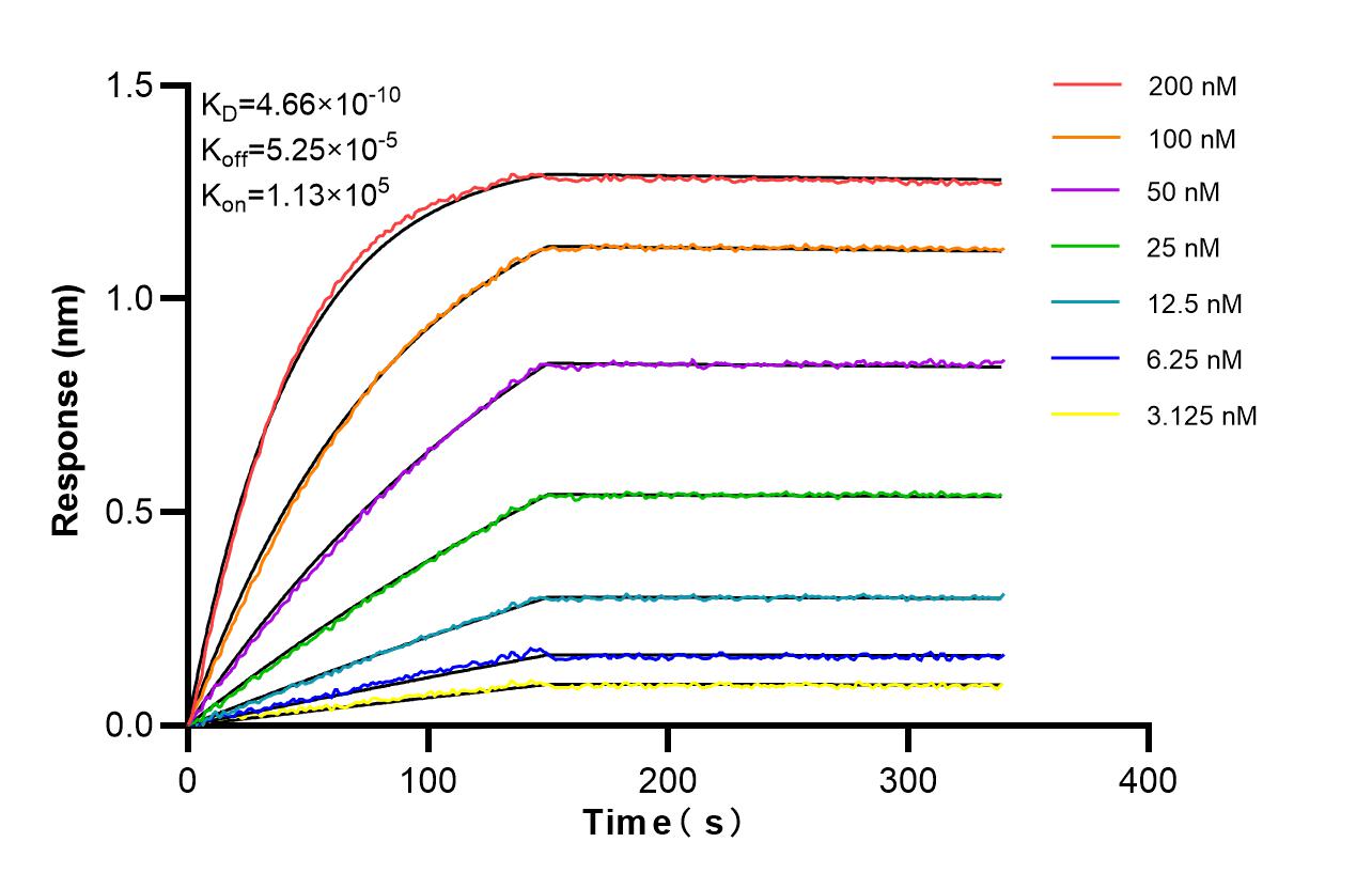 Affinity and Kinetic Characterization of 86943-1-RR