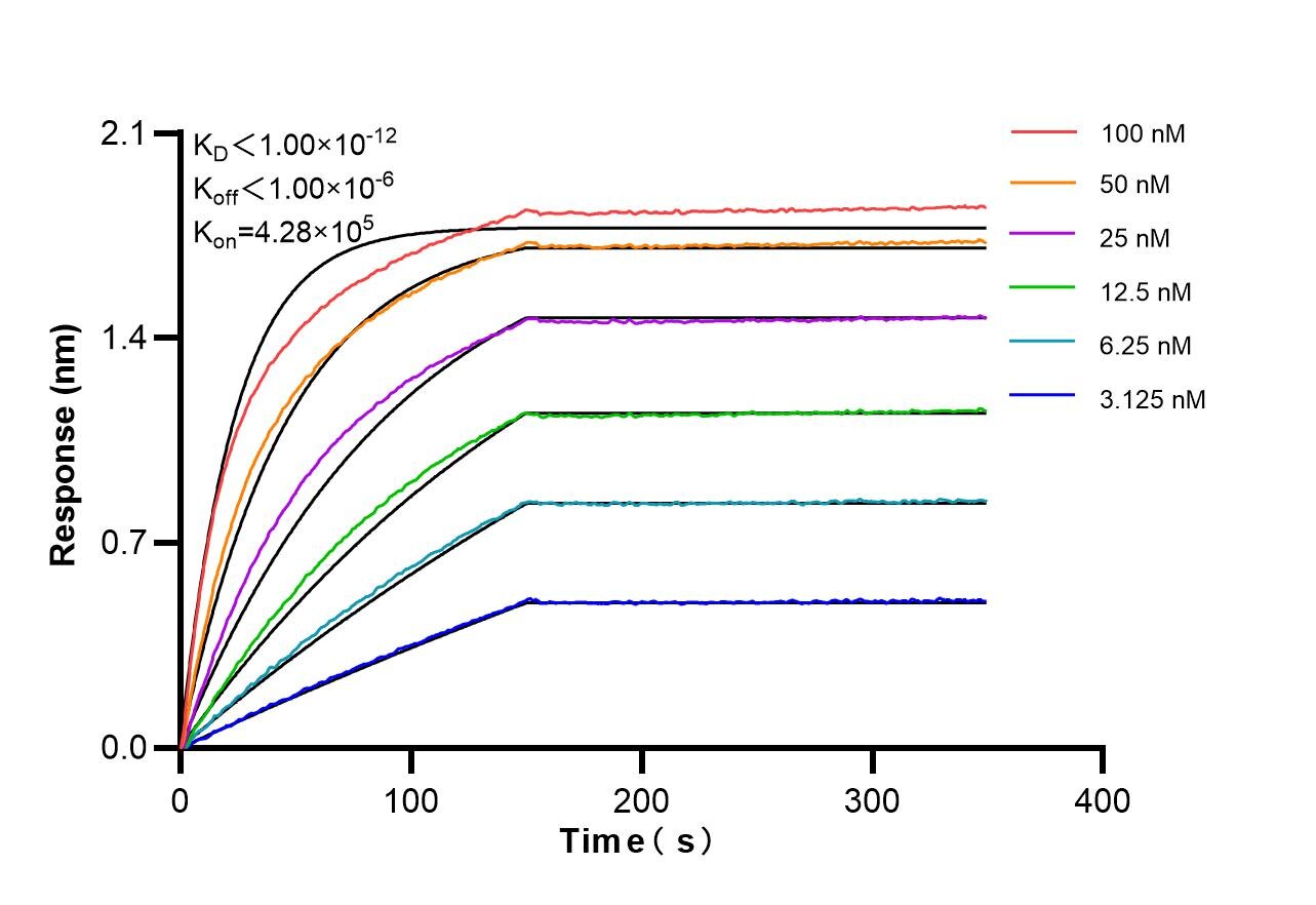Affinity and Kinetic Characterization of 86944-1-RR