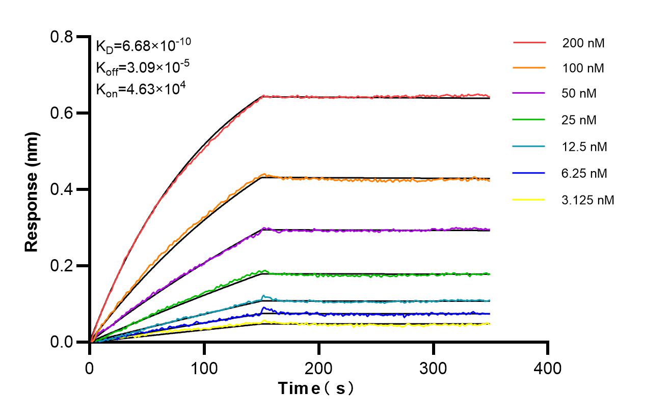 Affinity of 86951-1-RR Affinity of 86951-1-RR