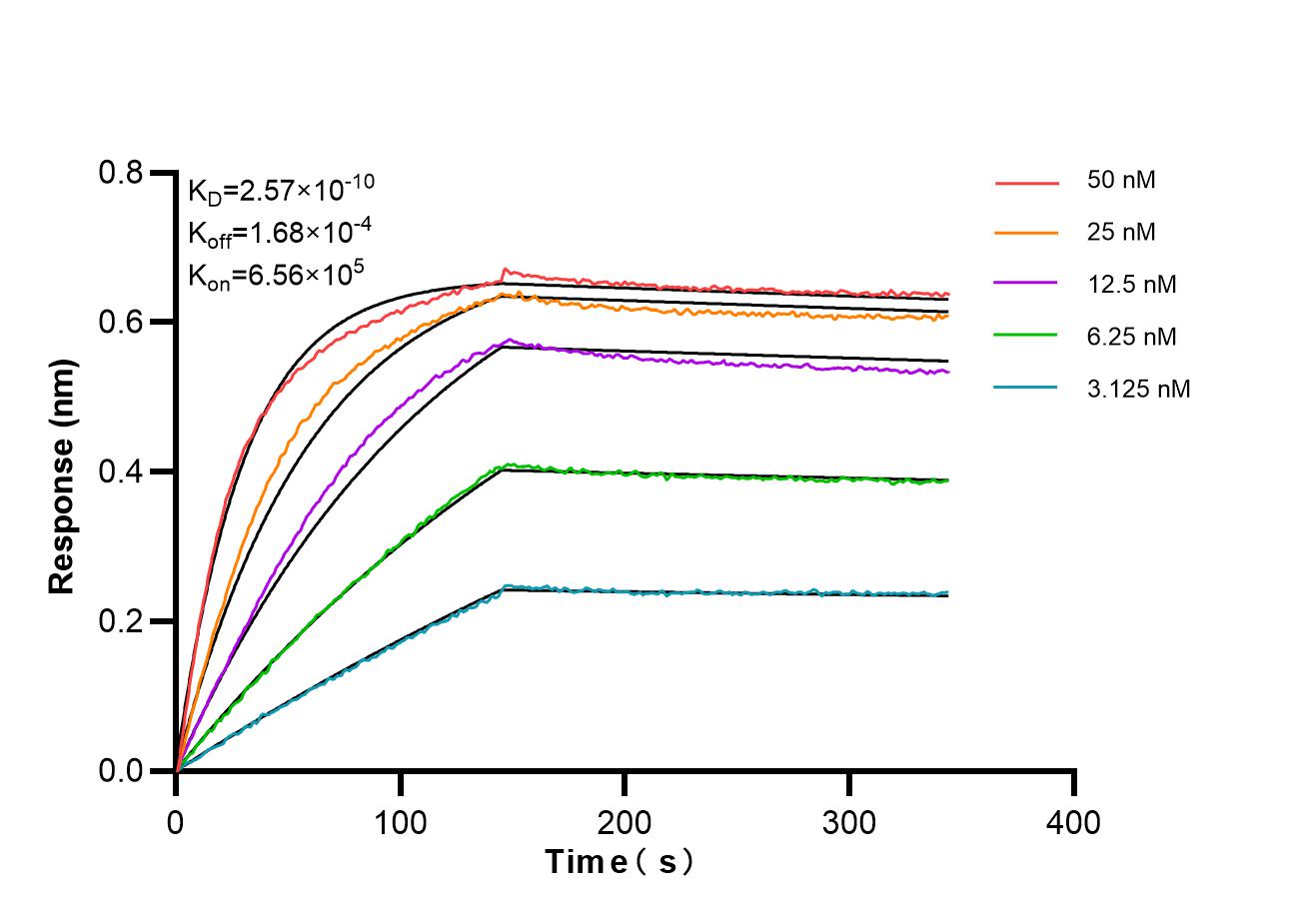 Affinity and Kinetic Characterization of 86955-1-RR Affinity and Kinetic Characterization of 86955-1-RR