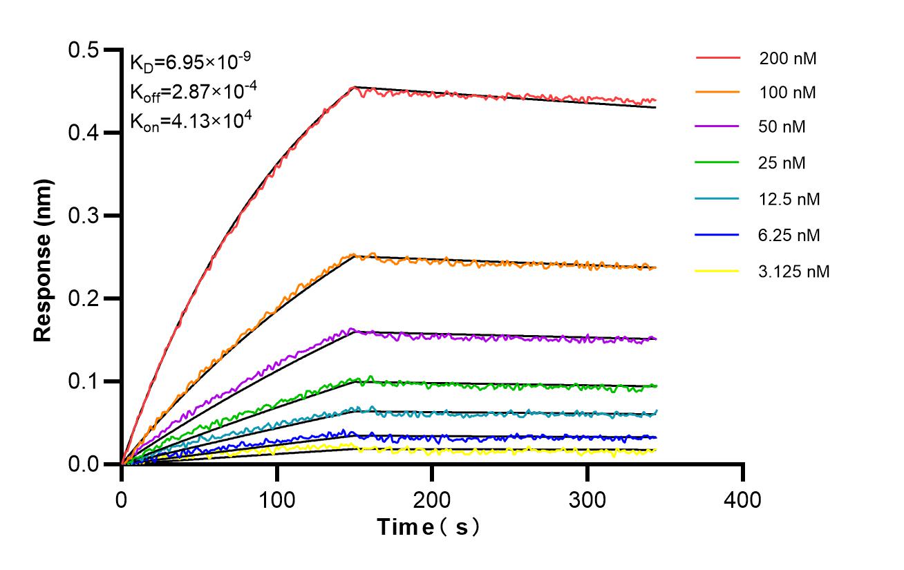 Affinity and Kinetic Characterization of 86957-1-RR Affinity and Kinetic Characterization of 86957-1-RR