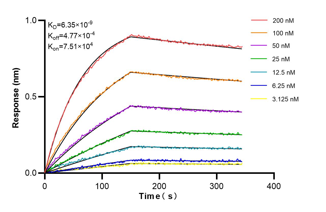 Affinity and Kinetic Characterization of 86959-3-RR Affinity and Kinetic Characterization of 86959-3-RR