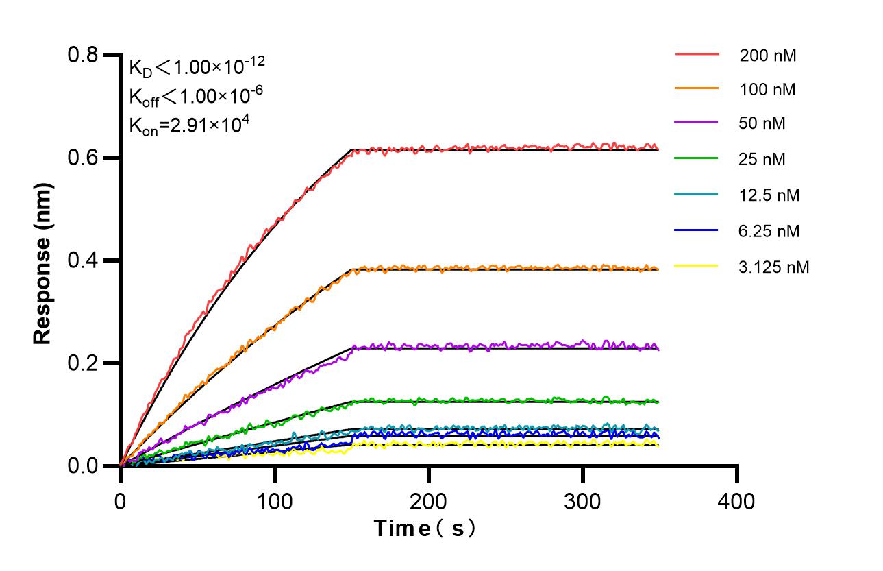 Biolayer interferometry (BLl) kinetic assays of 86971-1-RR against Human FIGNL1 were performed. The affinity constant is below 1 pM. Affinity and Kinetic Characterization of 86971-1-RR