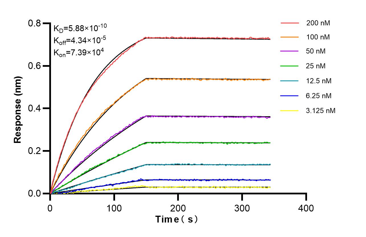 Biolayer interferometry (BLl) kinetic assays of 86981-6-RR against Human ZBTB48 were performed. The affinity constant is 0.588 nM. Affinity of 86981-6-RR