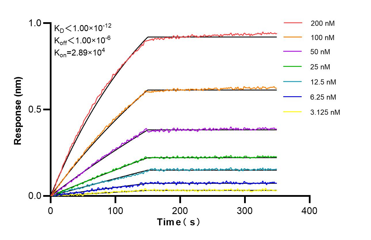 Biolayer interferometry (BLl) kinetic assays of 86982-1-RR against Human ACSL5 were performed. The affinity constant is below 1 pM. Affinity and Kinetic Characterization of 86982-1-RR