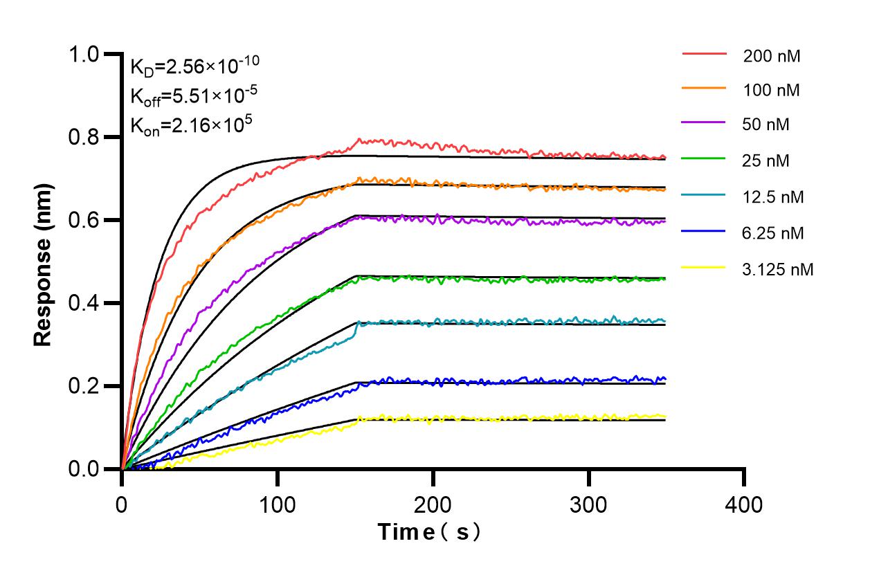 Biolayer interferometry (BLl) kinetic assays of 86985-1-RR against Rat CD43 were performed. The affinity constant is 0.256 nM. Affinity and Kinetic Characterization of 86985-1-RR