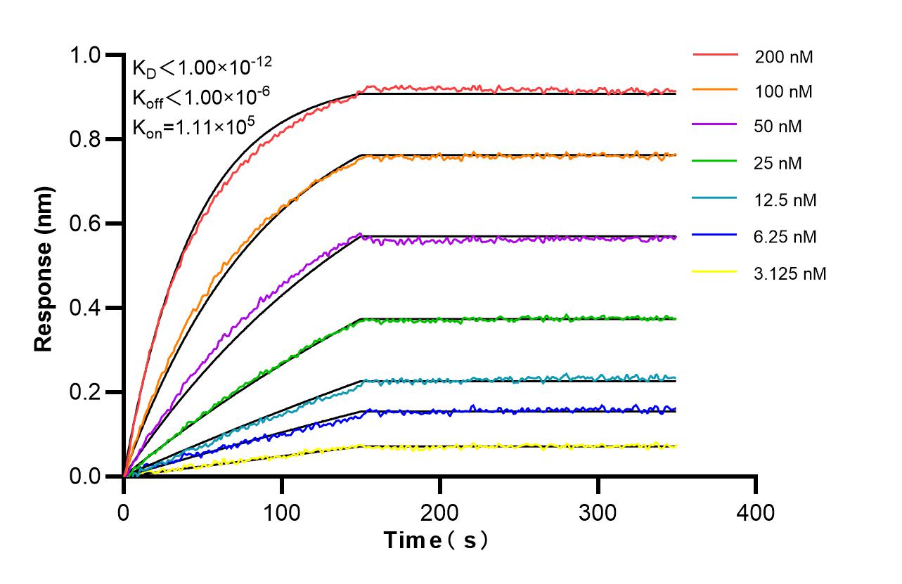 Biolayer interferometry (BLl) kinetic assays of 86988-1-RR against Human AKTIP were performed. The affinity constant is below 1 pM. Affinity and Kinetic Characterization of 86988-1-RR